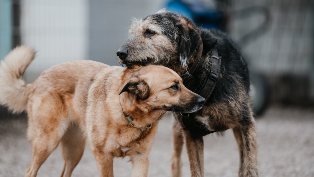 Hundeschule