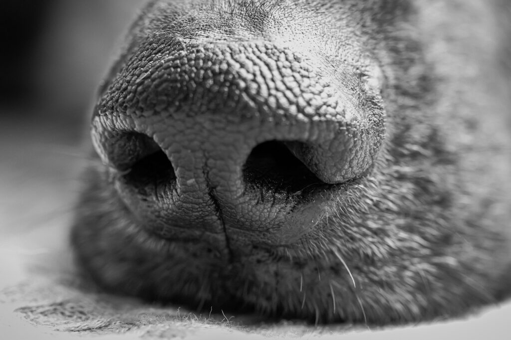 dogs-nose-6691839_1280