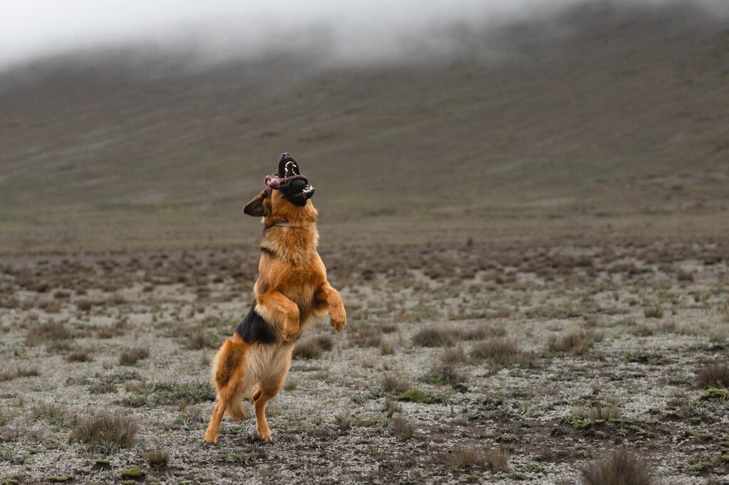 german-shepherd-9448749_1280